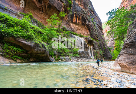 Sion avec étroite rivière vergin dans Zion National Park, Utah, USA. Banque D'Images