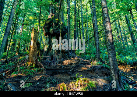 Beauté naturelle, dans l'île de Vancouver - Canada's gnarliest tree dans Avatar Grove, 4 Port Renfrew , Canada. Banque D'Images