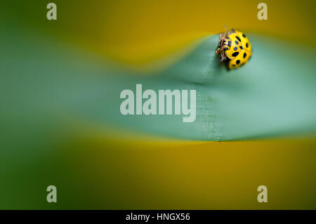 Coccinelle jaune avec des taches noires sur une paille de l'herbe verte - macro closeup Banque D'Images