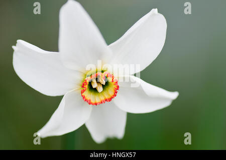 La JONQUILLE Narcissus poeticus blanc - blanc - rouge et vert avec la jonquille parties - macro photographie Banque D'Images