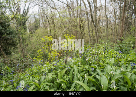 L'euphorbe, Euphorbia amygdaloides Bois, dans un bois au printemps Herefordshire Banque D'Images