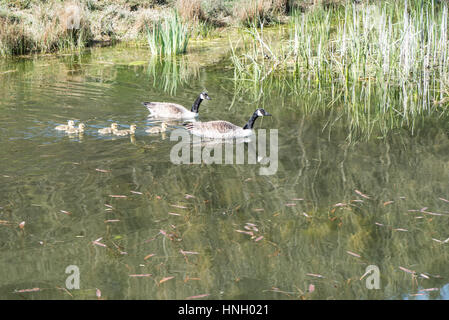 Paire de Bernaches du Canada, Branta canadensis, et oisons au printemps, sur un étang Banque D'Images
