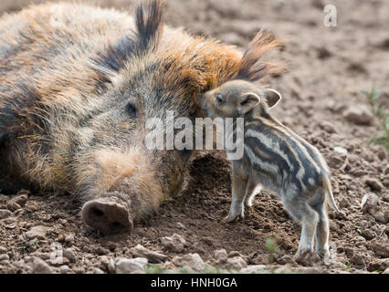 Le sanglier (Sus scrofa), dormants de Truies et porcelets, captive, Allemagne Banque D'Images