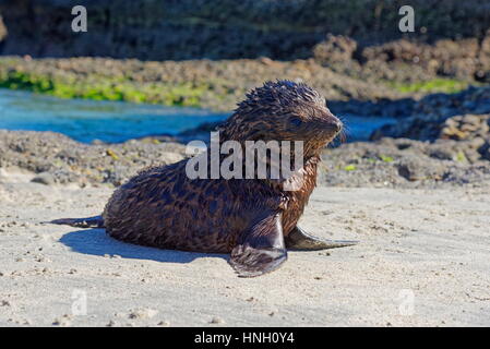 Les jeunes de la Nouvelle-Zélande (Arctocephalus forsteri) sur Wharakari Beach, Cape Farewell, Southland, Nouvelle-Zélande Banque D'Images