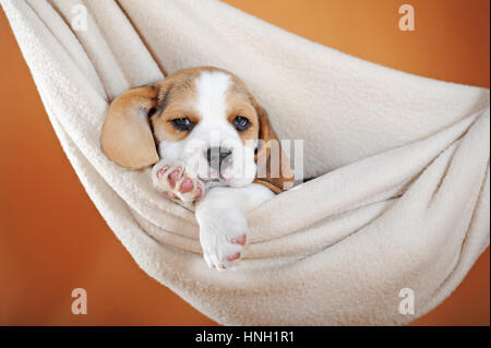 Beagle puppy, 7 semaines, tricolore, couché dans un hamac Banque D'Images