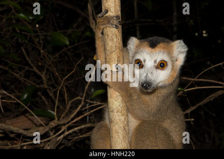 L'Eulemur coronatus (lemur couronné), homme, dans les forêts sèches de l'Ankarana, nord-ouest de Madagascar, Madagascar Banque D'Images