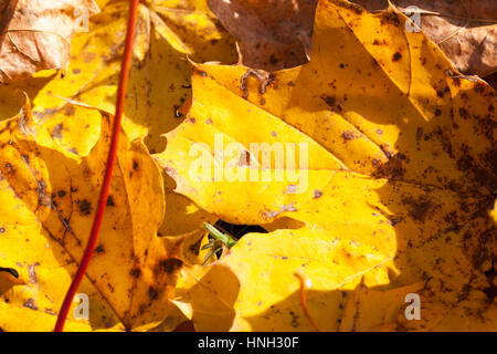 Le tombé au sol à l'automne feuilles d'érable jaune saison. Petite profondeur de champ. Lumineux feuillage sun rétroéclairé. La photo a été prise à partir de la b Banque D'Images