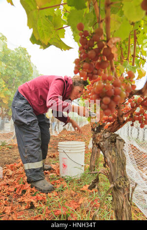 Sélecteur de raisin vigne sur San Juan, Friday Harbor, Washington State USA Banque D'Images