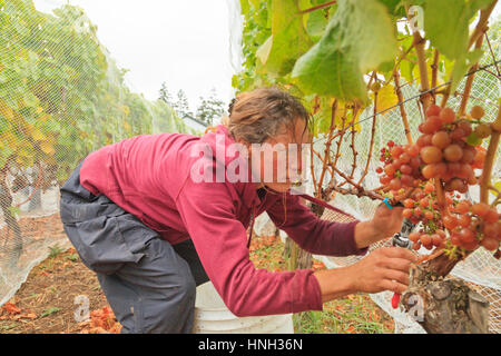 Ruth Finney picking grapes sur le vignoble de San Juan, l'État de Washington USA Banque D'Images