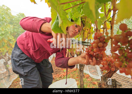 Ruth Finney picking grapes sur le vignoble de San Juan, l'État de Washington USA Banque D'Images