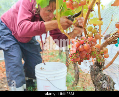 Ruth Finney picking grapes sur le vignoble de San Juan, l'État de Washington USA Banque D'Images