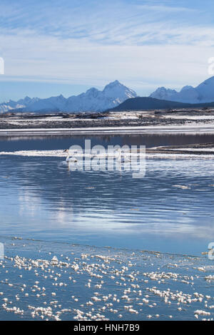 Paire de cygnes trompettes dans la rivière Chilkat, dans le sud-est de l'Alaska en hiver. Banque D'Images