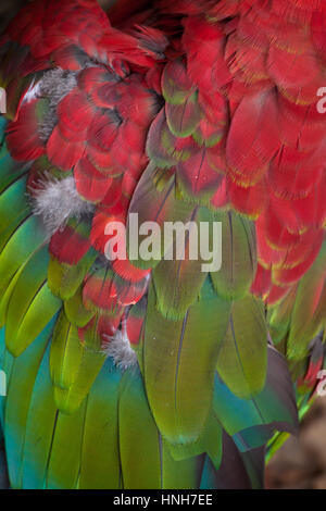 Green-winged macaw (Ara chloropterus), également connu sous le nom de red-et-ara vert. La texture du plumage. Banque D'Images