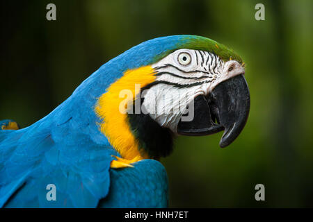 Blue-and-yellow macaw (Ara ararauna), également connu sous le nom de bleu et or ara.