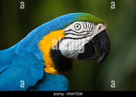 Blue-and-yellow macaw (Ara ararauna), également connu sous le nom de bleu et or ara. Banque D'Images