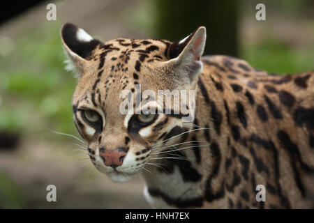 L'Ocelot (Leopardus pardalis), également connu sous le nom de léopard nain. Banque D'Images
