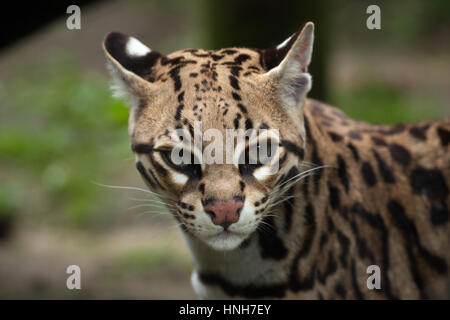 L'Ocelot (Leopardus pardalis), également connu sous le nom de léopard nain. Banque D'Images