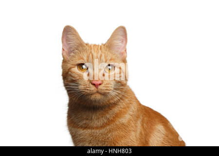 Portrait de chat Gingembre satisfait isolées sur fond blanc, de face Banque D'Images