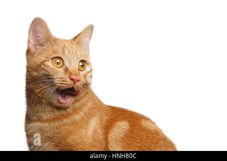 Portrait de Gingembre Cat surpris, bouche ouverte sur un fond blanc, side view Banque D'Images