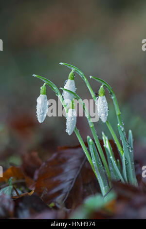 Couvert de rosée, Gallanthus perce-neige les fleurs. Banque D'Images