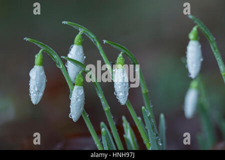 Couvert de rosée, Gallanthus perce-neige les fleurs. Banque D'Images