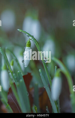 Couvert de rosée, Gallanthus perce-neige les fleurs. Banque D'Images