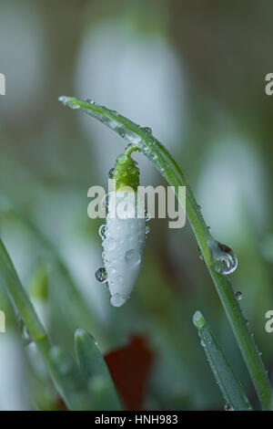 Couvert de rosée, Gallanthus perce-neige les fleurs. Banque D'Images