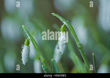 Couvert de rosée, Gallanthus perce-neige les fleurs. Banque D'Images