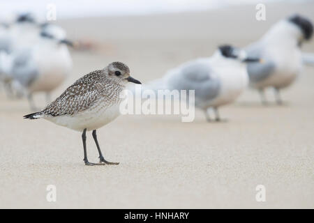 Gray Plover Pluvialis squatarola), debout sur la rive avec les sternes Sandwich Banque D'Images