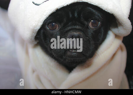 Sécurité Le pug une sélection d'images d'un pug noir à très mignon. Pris sur face avant le Pug dans diverses poses. Avec la langue qui sort. Légère des dents. Banque D'Images