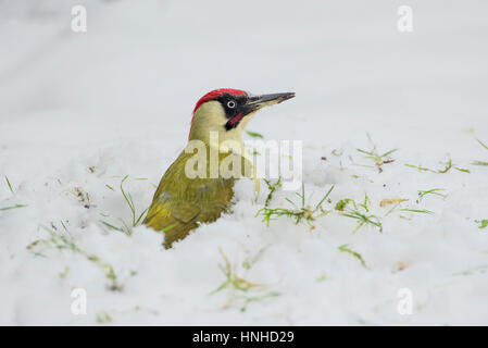 Pic vert mâle (Picus viridis) en quête de nourriture en hiver sur une pelouse couverte de neige. Banque D'Images