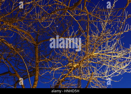 Branches d'arbres illuminés la nuit sur fond de ciel bleu Banque D'Images