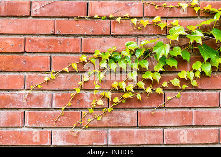 Le lierre vert sur fond de mur de briques Banque D'Images