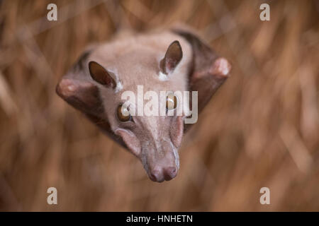 Epauletted gambien Fruit Bat Banque D'Images