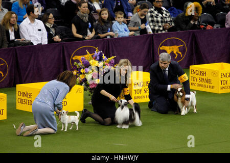 New York, 13 février 2017. Les propriétaires ont tendance à leurs chiens au cours de la concurrence dans la division jouets lors de la 141e assemblée annuelle Westminster Dog Show au Madison Square Garden de New York le 13 février, 2017. Montré ici de gauche à droite sont un chihuahua poil lisse, un Chinois à Crête, et d'un Épagneul Toy Anglais Crédit : Adam Stoltman/Alamy Live News Banque D'Images