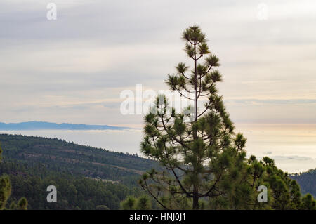 Forêts de pins de Tenerife, silhouette de La Gomera siland on background Banque D'Images