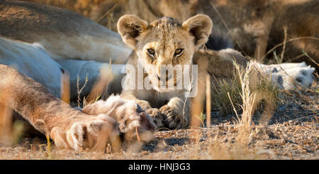 Wild lion cub reposant avec la fierté, tout en regardant vers l'appareil photo dans le parc d'Etosha, Namibie. Banque D'Images