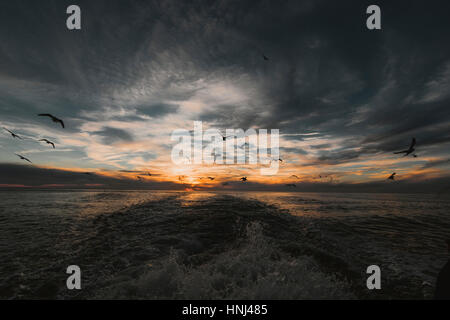 Birds flying over mer contre ciel nuageux pendant le coucher du soleil Banque D'Images