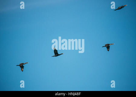 Low angle view de cormorans volant dans ciel bleu clair Banque D'Images