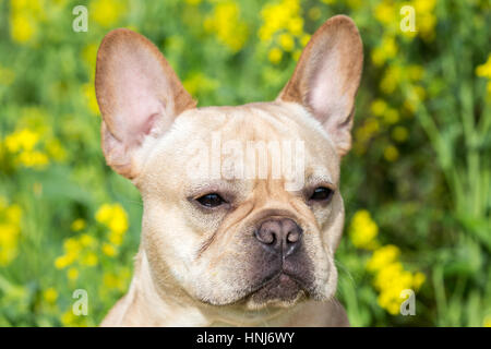 Jeune Bouledogue Français Headshot Banque D'Images