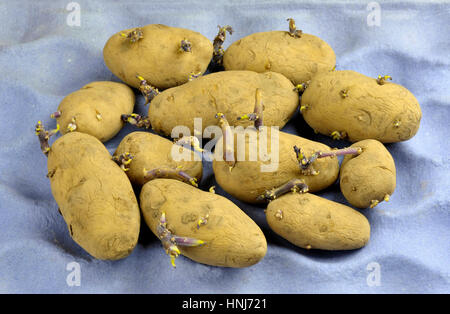 'Chitting' ou la germination des plants de pommes de terre sur une re-utilisé bac emballage en carton prêt pour les semis de printemps. Divers un premier pilote Arran pomme de terre blanche. Banque D'Images