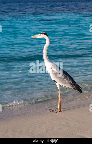 Chiron gris sur la plage. Maldives Océan Indien. Banque D'Images