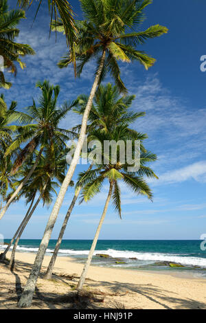 Sable blanc et cocotiers sur la plage de tangalle sur sri lances Banque D'Images