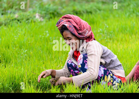 TETEBATU, INDONÉSIE - 10 septembre 2014 : plantation de jeunes plants de riz paysan Indonésien Banque D'Images