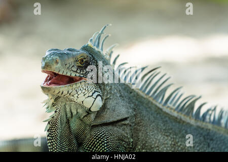 Iguane bleu gris avec ses épines, Guadeloupe Banque D'Images