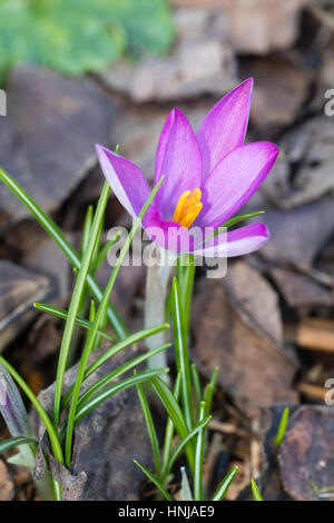 Fleur rose et blanc de la forme naine floraison précoce, Crocus Crocus tommasinianus var. roseus Banque D'Images