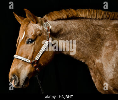 Portrait of brown horse bridle port Banque D'Images