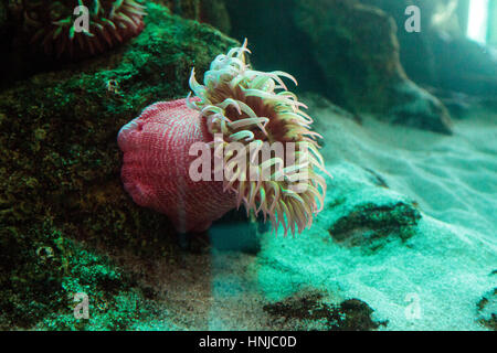 Anémone rose tacheté blanc Urticina lofotensis dans un récif de corail de l'océan Pacifique Banque D'Images