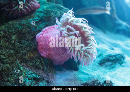 Anémone rose tacheté blanc Urticina lofotensis dans un récif de corail de l'océan Pacifique Banque D'Images