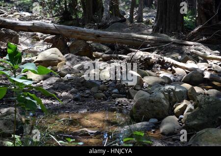 Arbre tombé sur river en Australie l'été Banque D'Images